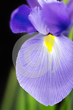 Japanese beardless blue iris photo