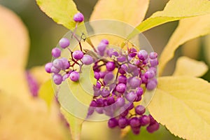 Japanese beautyberry callicarpa japonica in the autumn, seen at Botanical Garden Berlin-Dahlem