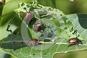 Japanese Beetle