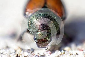 Japanese Beetle
