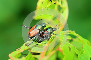 Japanese beetle