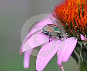 Japanese Beetle