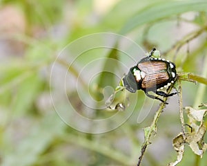 Japanese Beetle