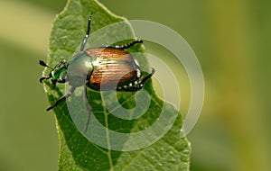 Japanese Beetle