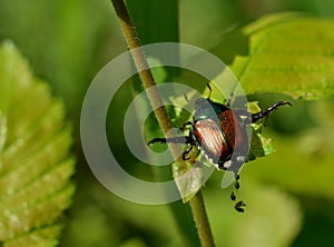 Japanese beetle defecating