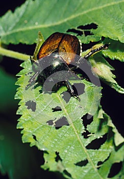 Japanese Beetle and Destroyed Leaf