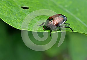 Japanese beetle eating a leaf