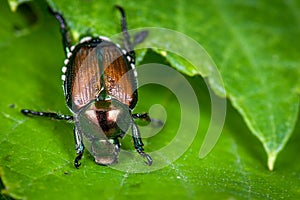 Pesky Japanese Beetle