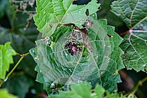 Japanese beetle eating up a leaf