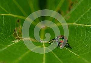 Japanese beetle eating a vine leaf in a vineyard