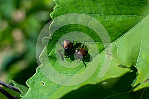 Japanese beetle on a green leaf.