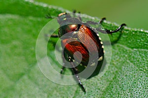 Japanese beetle on leaf