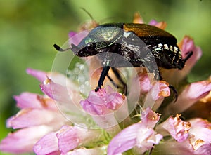 Japanese Beetle Macro