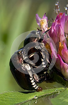 Japanese Beetle Pair Macro