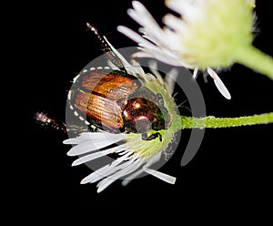 Japanese Beetle