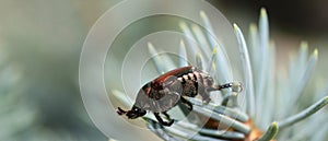 Japanese beetle on pine needles close up