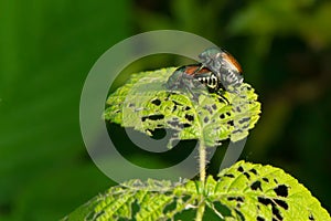 Japanese Beetle - Popillia japonica