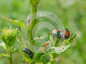 Japanese Beetle Popillia japonica