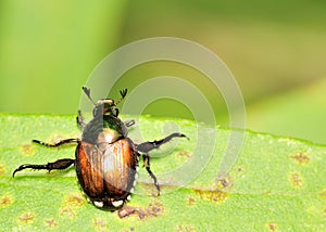 Japanese Beetle - Popillia japonica