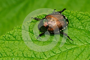 Japanese Beetle - Popillia japonica