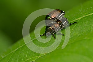 Japanese Beetle - Popillia japonica