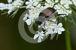 Japanese Beetle - Popillia japonica