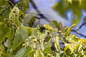 The Japanese beetle (Popillia japonica)