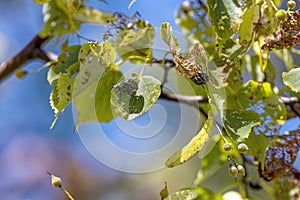 The Japanese beetle (Popillia japonica)