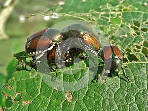 Japanese Beetle, Popillia japonica