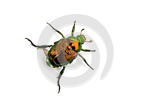 Japanese Beetle Popillia japonica