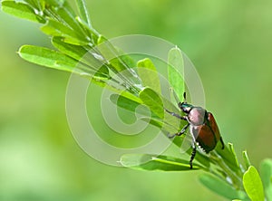 Japanese Beetle