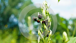 The Japanese beetle Popillia japonica is a common species of beetle.