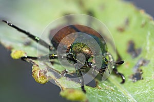 Japanese beetle (Popillia Japonica) on a leaf