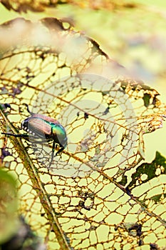 Japanese Beetle Popillia japonica on Leaf