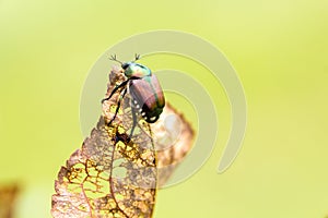 Japanese Beetle Popillia japonica on Leaf
