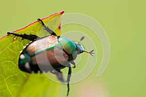 Japanese Beetle Popillia japonica on Leaf