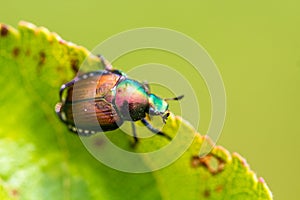 Japanese Beetle Popillia japonica on Leaf