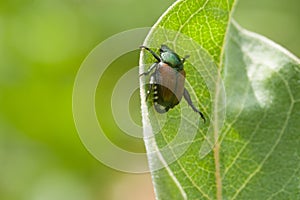 Japanese Beetle Popillia japonica on milkweed leaf