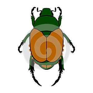 Japanese Beetle, Popillia japonica. Vector