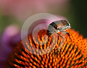 Japanese Beetle on Purple Coneflower