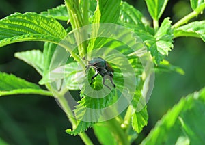 Japanese Beetle on raspberry leaves