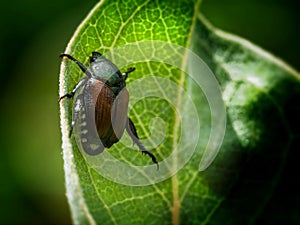 Japanese Beetle resting on a plant leaf