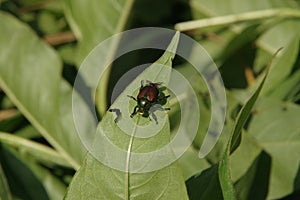 Japanese Beetle Resting on a Water Smartweed Leaf in Vinton  Iowa