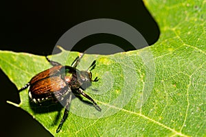 Japanese Beetle skeletonizing a leaf in the garden.