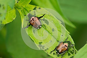 The Japanese beetle a species of scarab beetle. Popillia japonica. Entomological education concept