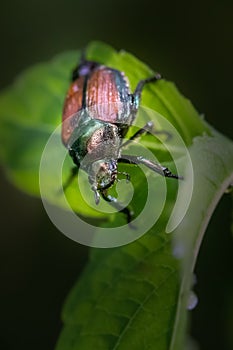 A Japanese Beetle strikes a pose on a large green leaf