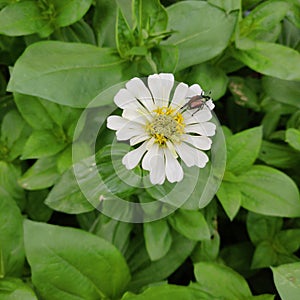 Japanese Beetle on a White Zinnia flower