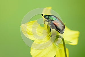 Japanese Beetle on yellow flower macro