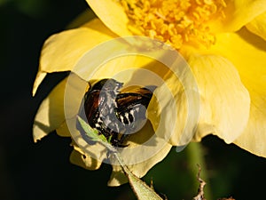Japanese beetles copulating on a yellow rose