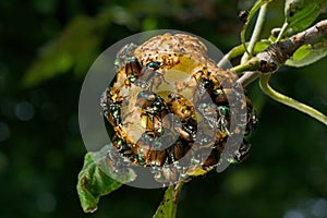 Japanese beetles devouring apple